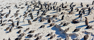 Buy stock photo A waddle of penguins relaxing in the sun in Cape Town, South African. A group of wild animals enjoying the warmth on a peaceful sunny day. Many birds huddling in nature, relaxed and calm  