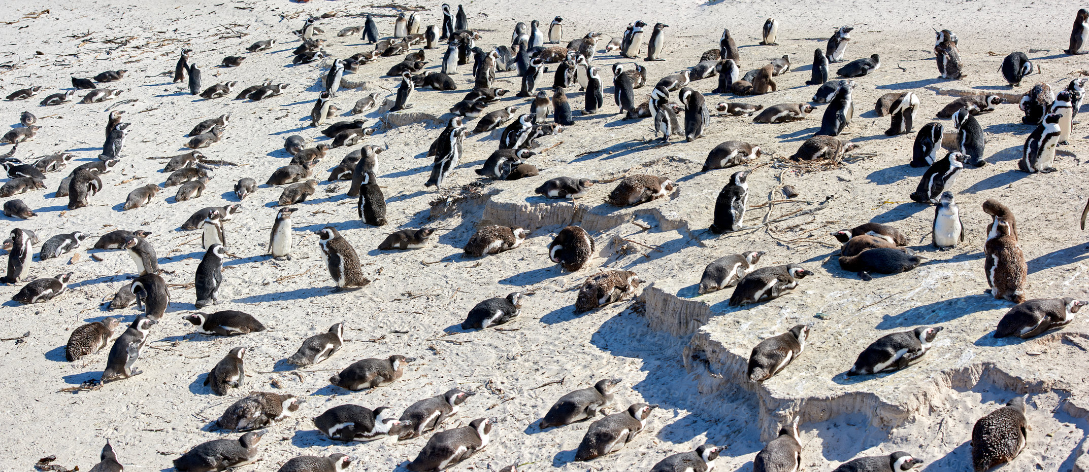 Buy stock photo A waddle of penguins relaxing in the sun in Cape Town, South African. A group of wild animals enjoying the warmth on a peaceful sunny day. Many birds huddling in nature, relaxed and calm  