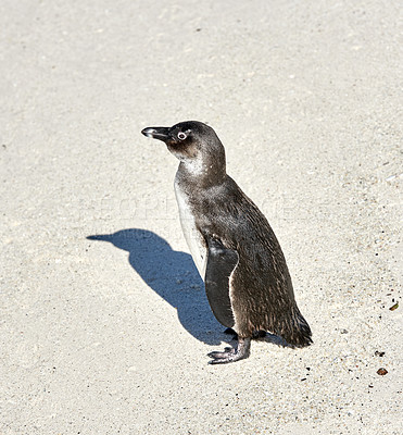 Buy stock photo Black footed African penguin scratching, cleaning or self grooming on sand beach of a conservation reserve in South Africa. Protected endangered waterbirds, aquatic sea or ocean wildlife for tourism