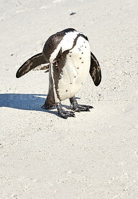 Buy stock photo Black footed African penguin scratching, cleaning or self grooming on sand beach of a conservation reserve in South Africa. Protected endangered waterbirds, aquatic sea or ocean wildlife for tourism