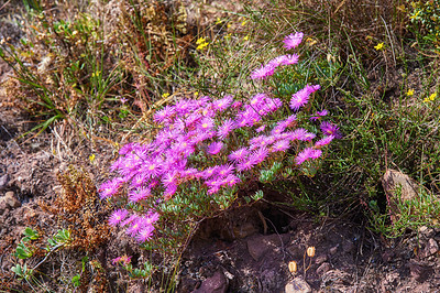 Buy stock photo Pink trailing ice plant flowers growing on rocks on Table Mountain, Cape Town, South Africa. Lush landscape of shrubs, colorful flora and plants in a peaceful, uncultivated nature reserve in summer