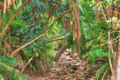 Buy stock photo Hidden and secluded entrance into a magical and mysterious rainforest. Overgrown nature scene with lush green flora and vegetation growing and thriving in a natural and uncultivated forest ecosystem