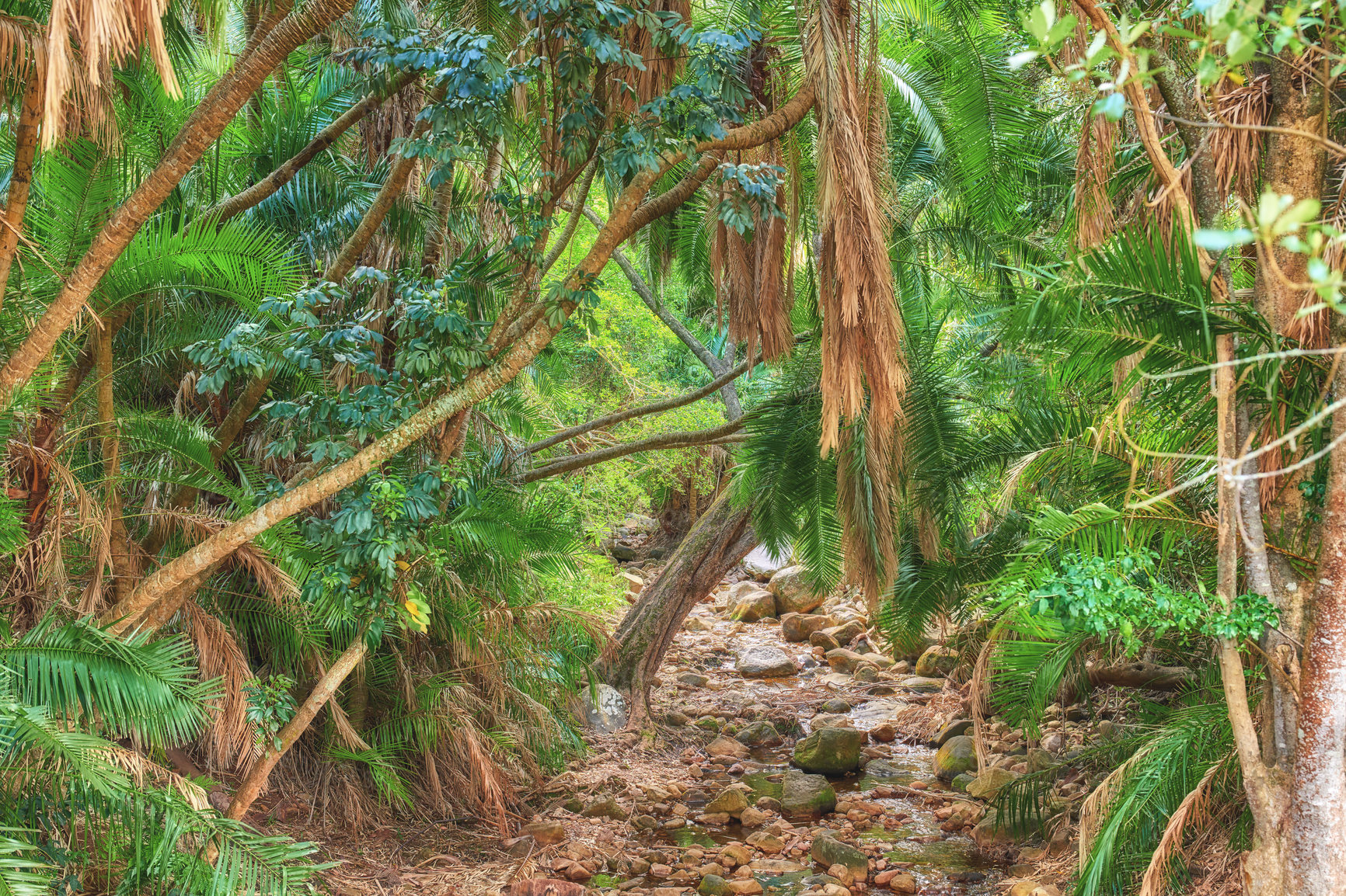 Buy stock photo Hidden and secluded entrance into a magical and mysterious rainforest. Overgrown nature scene with lush green flora and vegetation growing and thriving in a natural and uncultivated forest ecosystem