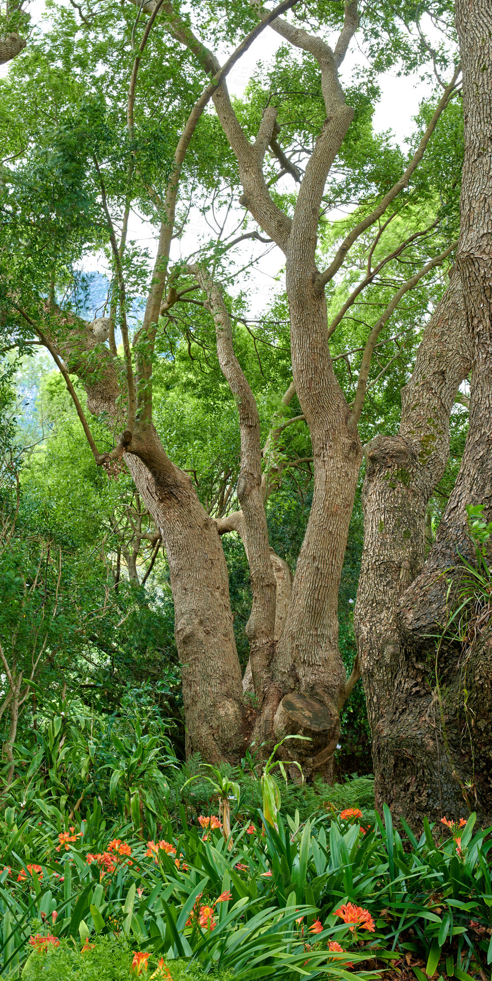 Buy stock photo Flowers, plants and trees in Kirstenbosch Botanical Gardens in Cape Town, South Africa. Landscape view of greenery and vegetation in a quiet and secluded park in nature. Flora and botany on a field