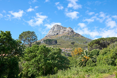 Buy stock photo Low angle of a plants and a mountain peak in South Africa on a sunny day. Scenic nature and peaceful landscape of a remote hiking trail in Cape Town against a cloudy blue sky with copy space
