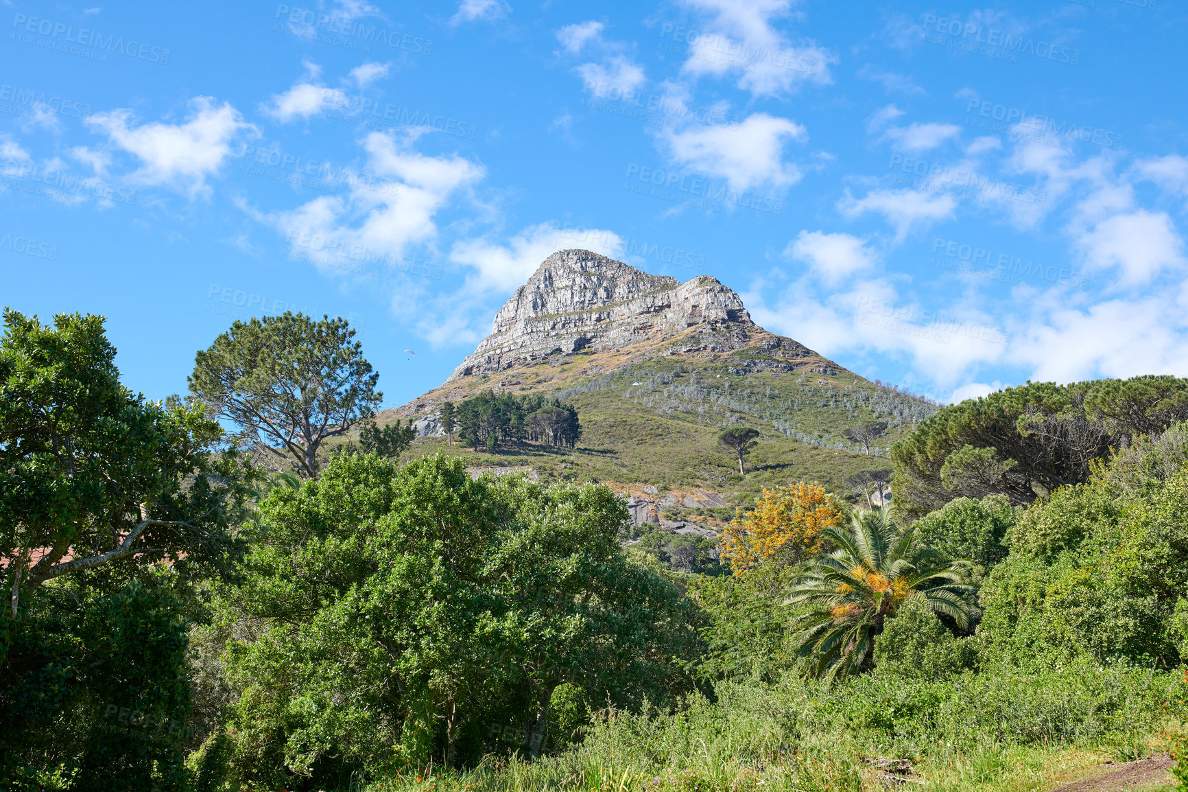 Buy stock photo Low angle of a plants and a mountain peak in South Africa on a sunny day. Scenic nature and peaceful landscape of a remote hiking trail in Cape Town against a cloudy blue sky with copy space
