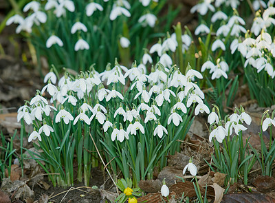 Buy stock photo Closeup of white snowdrop or galanthus flowers growing in nature. Bulbous, perennial and herbaceous plant from the amaryllidaceae species thriving in a peaceful garden amongst brown autumn leaves 