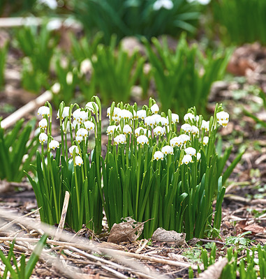 Buy stock photo Closeup of white common snowdrop flowers blooming against a black background. Group of galanthus nivalis blossoming and flowering in a remote field or meadow or growing in a home backyard and garden