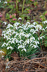 Common snowdrop - Galanthus nivalis 