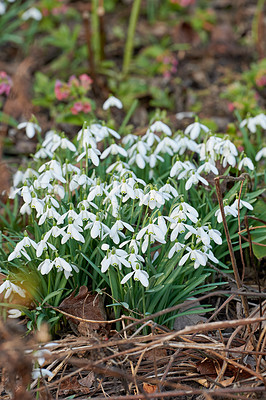 Buy stock photo Galanthus nivalis was described by the Swedish botanist Carl Linnaeus in his Species Plantarum in 1753, and given the specific epithet nivalis, meaning snowy (Galanthus means with milk-white flowers). T