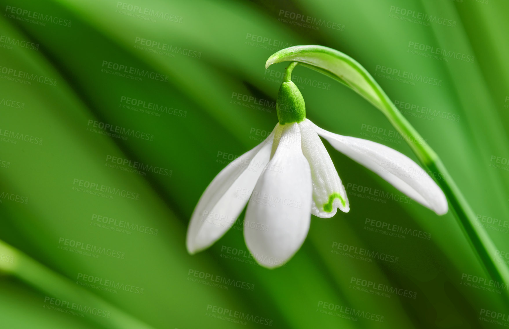 Buy stock photo Closeup of pure white snowdrop or galanthus flower blooming against a green copy space background. Bulbous, perennial and herbaceous plant from the amaryllidaceae species thriving in a garden outside