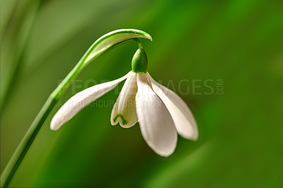 Buy stock photo Closeup of a white common snowdrop flower growing against a green copy space background in a remote field. Galanthus nivalis blossoming, blooming and flowering in a meadow or home backyard garden