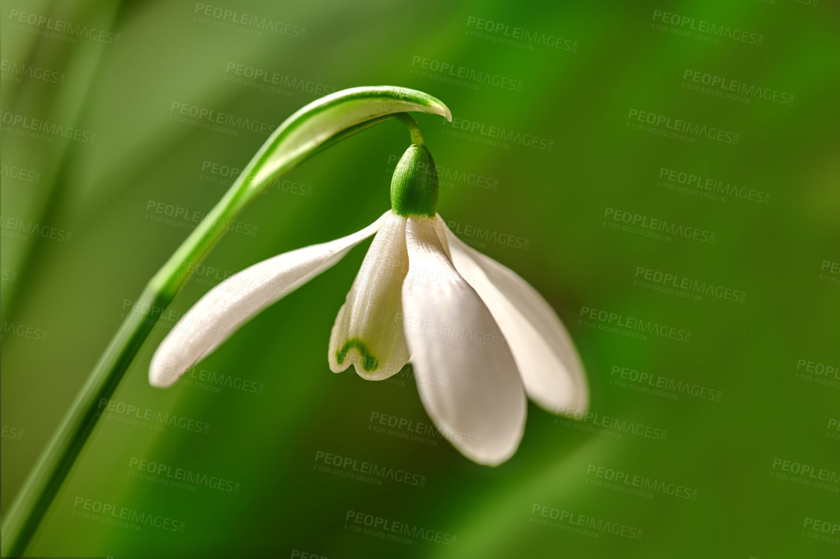 Buy stock photo Closeup of a white common snowdrop flower growing against a green copy space background in a remote field. Galanthus nivalis blossoming, blooming and flowering in a meadow or home backyard garden