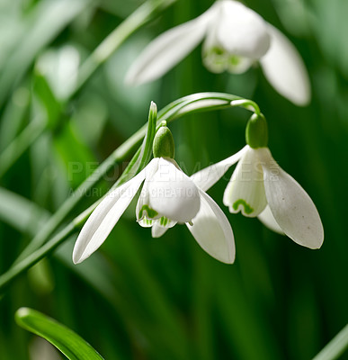 Buy stock photo Closeup of white common snowdrop flowers growing against a green copy space background in a remote field. Galanthus nivalis blossoming, blooming and flowering in a meadow or home backyard garden