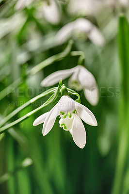 Buy stock photo A white snowdrop or galanthus flower growing in a garden against a green background. Closeup of a bulbous, perennial and herbaceous plant from the amaryllidaceae genus blooming in nature