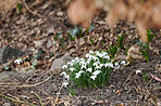 Common snowdrop - Galanthus nivalis