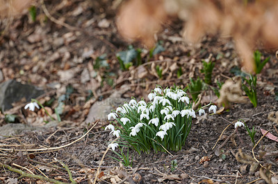 Buy stock photo Small Galanthus Nivalis plant blooming outdoors in a park or forest on a spring day. White flowers blossoming on the ground outside in a backyard. Little foliage growing in a yard in summer 