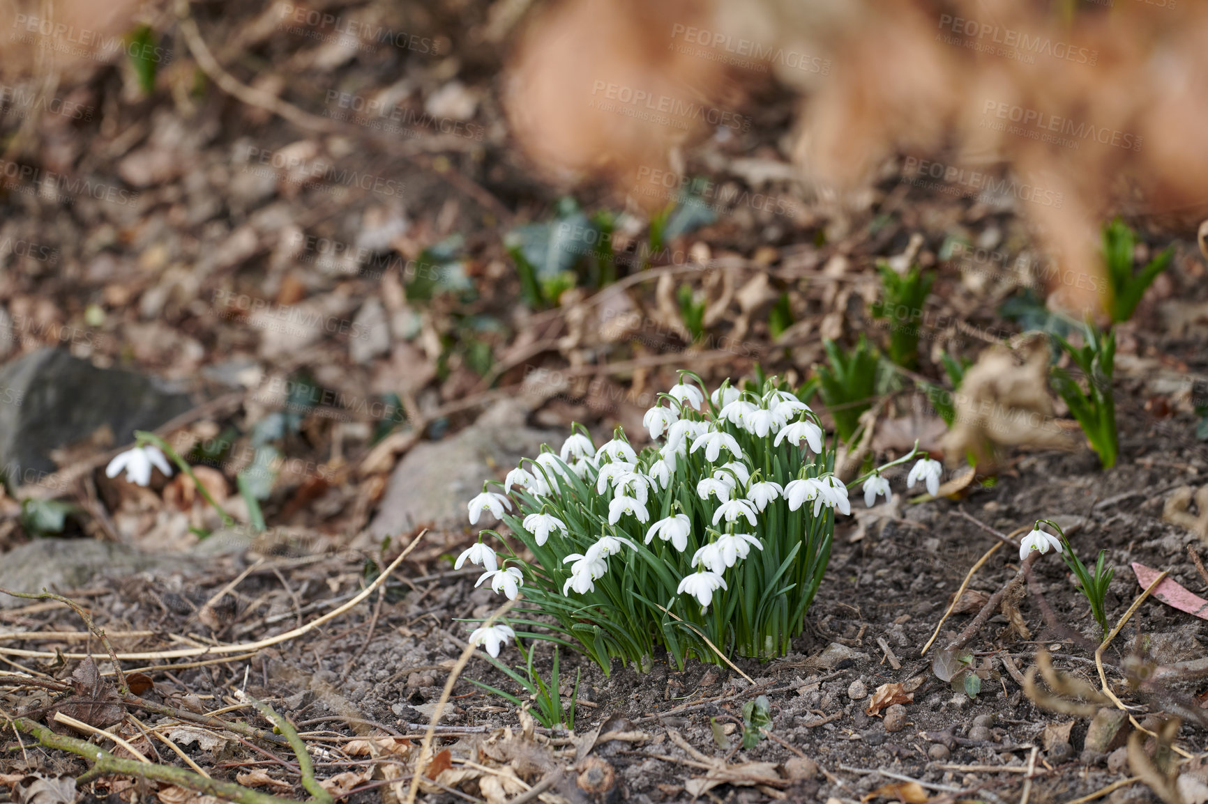 Buy stock photo Small Galanthus Nivalis plant blooming outdoors in a park or forest on a spring day. White flowers blossoming on the ground outside in a backyard. Little foliage growing in a yard in summer 