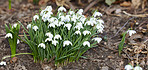 Common snowdrop - Galanthus nivalis