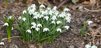 Buy stock photo Closeup of white common snowdrop flowers growing and blooming from nutrient rich soil in a home garden or remote field. Group of galanthus nivalis blossoming and flowering in quiet meadow or backyard