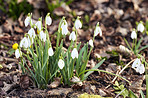 Common snowdrop - Galanthus nivalis