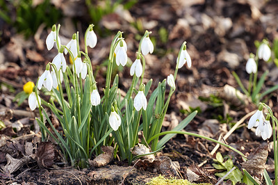 Buy stock photo Closeup of pure white snowdrop or galanthus flowers blooming on a sunny day in spring. Bulbous, perennial and herbaceous plant from the amaryllidaceae species thriving in a peaceful garden outdoors