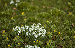 Springtime flowers in the garden