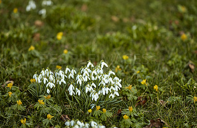 Buy stock photo Closeup of white snowdrop or galanthus flowers blooming on a sunny spring day with copy space. Bulbous, perennial and herbaceous plant from the amaryllidaceae species thriving in a garden outdoors