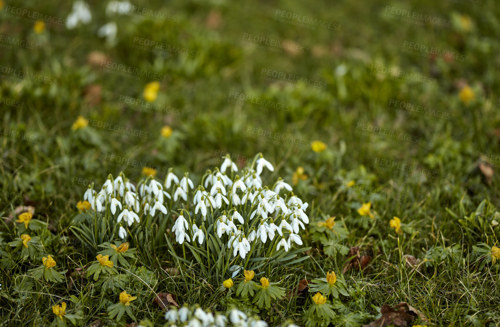 Buy stock photo Closeup of white snowdrop or galanthus flowers blooming on a sunny spring day with copy space. Bulbous, perennial and herbaceous plant from the amaryllidaceae species thriving in a garden outdoors