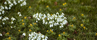 Buy stock photo Small white flowers growing in a green backyard garden in summer. Snowdrop plants planted and blooming on a flowerbed on a lawn in spring. Pretty and tiny flora blossoming on a field or park