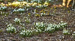 Common snowdrop - Galanthus nivalis