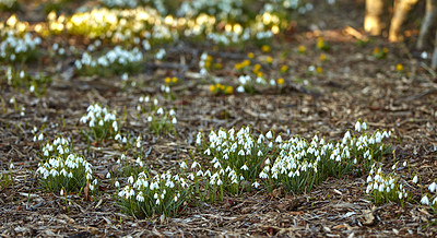 Buy stock photo White snowdrop flowers growing in a forest of botanical garden in summer. Galanthus nivalis flowering plants beginning to bloom and flourish in a field or meadow in nature. Pretty flora on dry ground