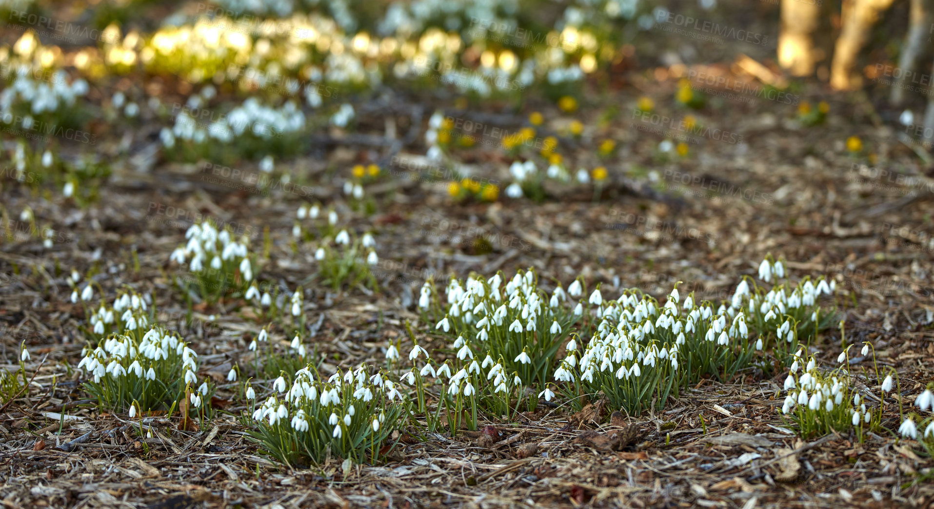 Buy stock photo White snowdrop flowers growing in a forest of botanical garden in summer. Galanthus nivalis flowering plants beginning to bloom and flourish in a field or meadow in nature. Pretty flora on dry ground