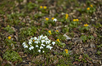 Springtime flowers in the garden