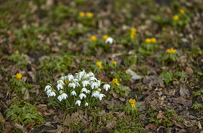 Buy stock photo White snowdrop or galanthus flowers blooming in a forest with fallen leaves during autumn with copy space. Bulbous, perennial and herbaceous plant from amaryllidaceae species thriving in a garden 