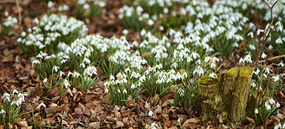 Buy stock photo Landscape view of flowers in spring through change in season. Beautiful group of small white flowers in a garden outside in nature. Pine bark protecting the soil from drying out the plants beauty.