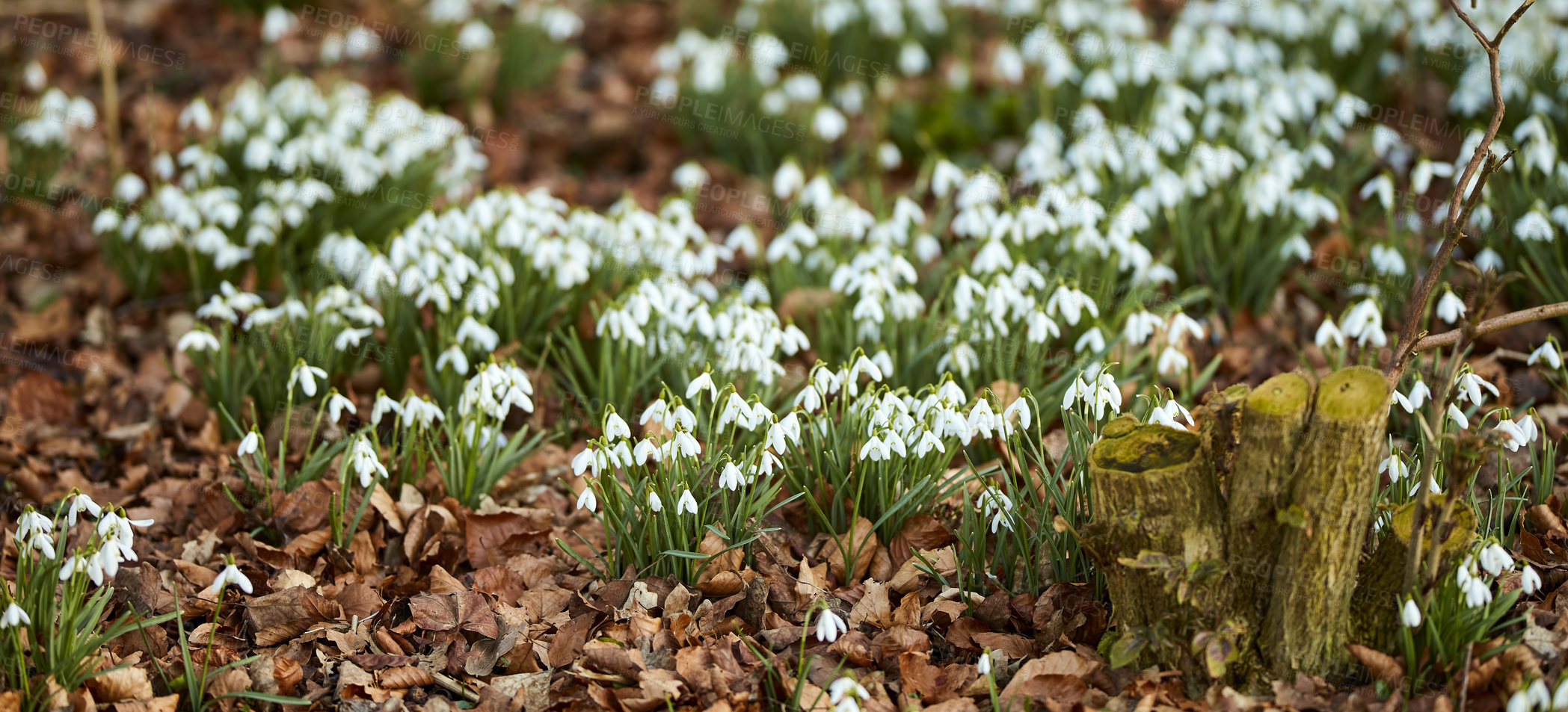 Buy stock photo Landscape view of flowers in spring through change in season. Beautiful group of small white flowers in a garden outside in nature. Pine bark protecting the soil from drying out the plants beauty.