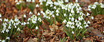 Common snowdrop - Galanthus nivalis