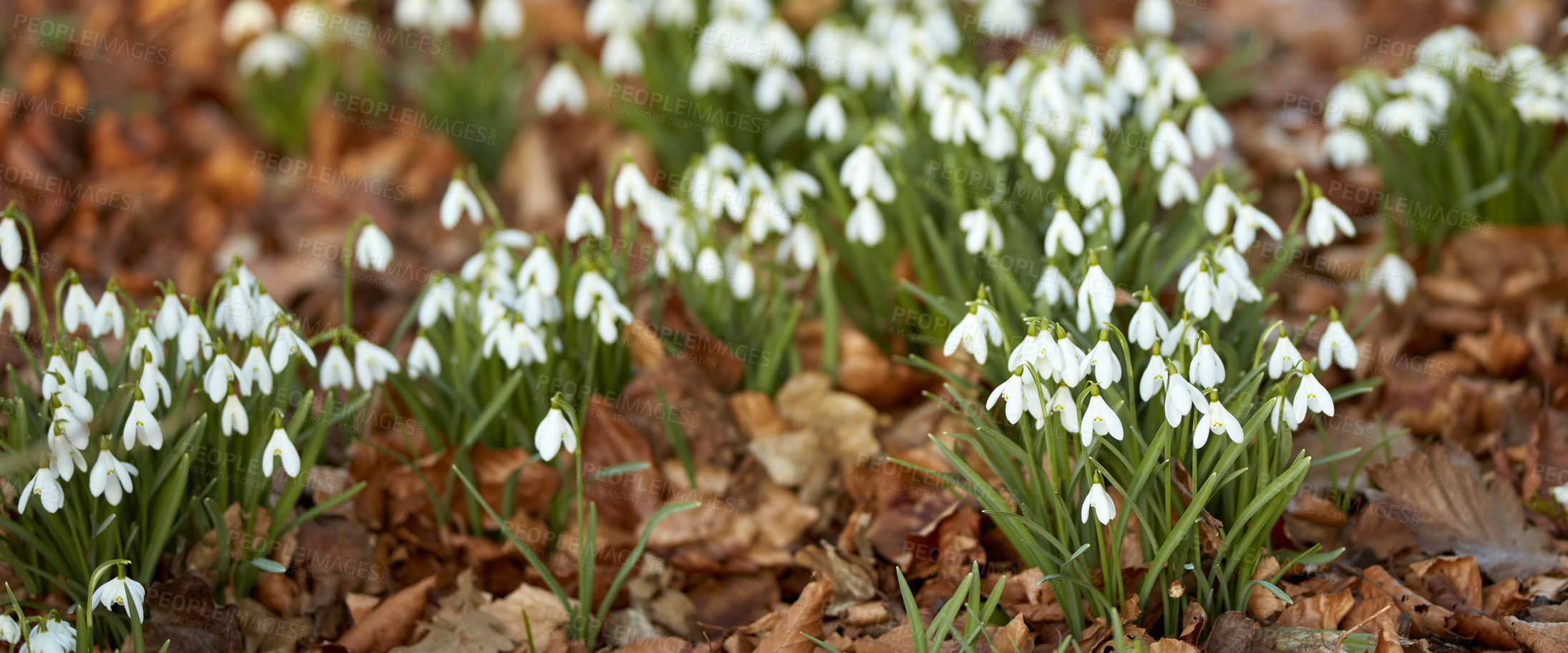 Buy stock photo White snowdrop flowers growing on a flowerbed in a backyard garden in summer. Beautiful Galanthus nivalis flowering plants and flora beginning to open up and bloom in a park or field in nature