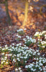 Common snowdrop - Galanthus nivalis