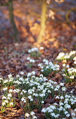 Buy stock photo Closeup of white snowdrop or galanthus flowers blooming on a sunny spring with day copy space. Bulbous, perennial and herbaceous plant from the amaryllidaceae species thriving in a garden outdoors