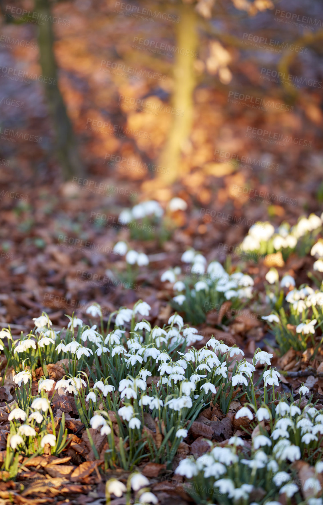 Buy stock photo Closeup of white snowdrop or galanthus flowers blooming on a sunny spring with day copy space. Bulbous, perennial and herbaceous plant from the amaryllidaceae species thriving in a garden outdoors