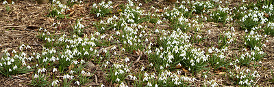 Buy stock photo Field of white common snowdrop flowers growing, blossoming and blooming in a remote countryside land or meadow. Group of galanthus nivalis plants flowering in secluded garden or private home backyard