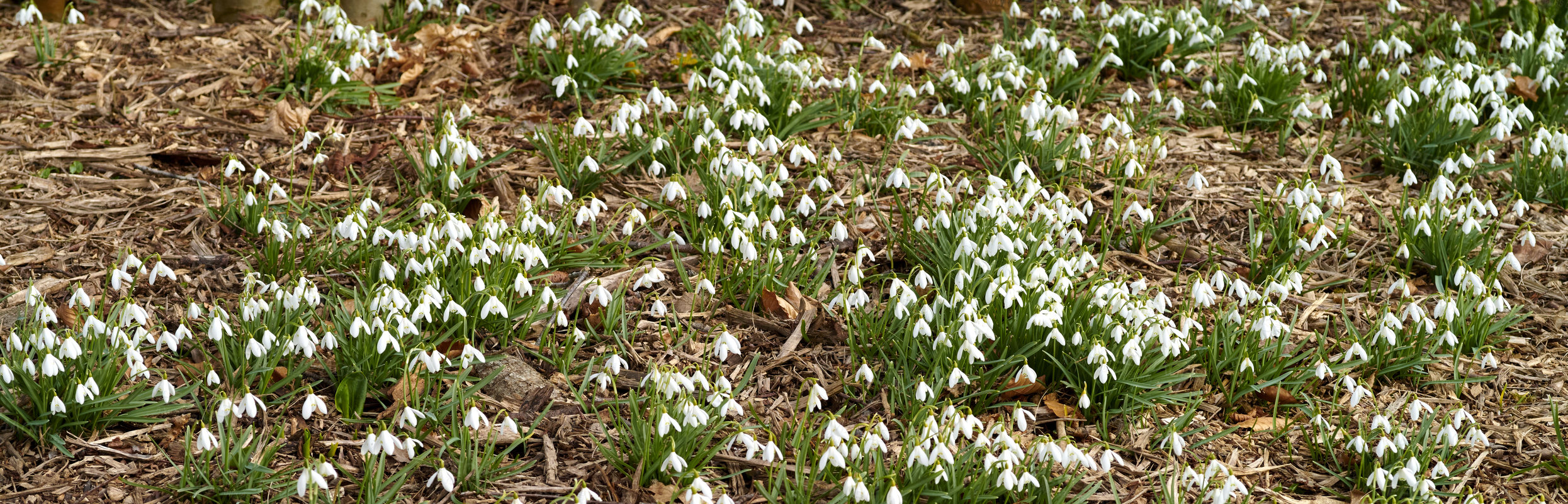 Buy stock photo Field of white common snowdrop flowers growing, blossoming and blooming in a remote countryside land or meadow. Group of galanthus nivalis plants flowering in secluded garden or private home backyard