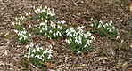 Common snowdrop - Galanthus nivalis