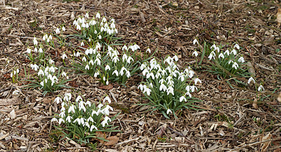 Buy stock photo White Galanthus nivalis flowers grow outdoors on the forest floor during spring. Isolate natural garden shows bright and blooming plants that create a calm, serene, and lush ecological environment