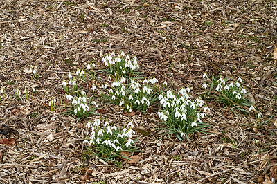 Buy stock photo Closeup of white Snowdrops growing on in a quiet forest. Zoom in on seasonal flowers growing in a field or garden. Macro details, texture and natures pattern of a meadow in peaceful harmony