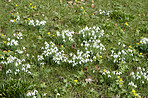 Common snowdrop - Galanthus nivalis