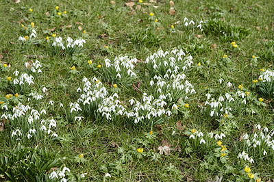 Buy stock photo Closeup of pure white snowdrop or galanthus flowers blooming on a sunny day in spring. Bulbous, perennial and herbaceous plant from the amaryllidaceae species thriving in a peaceful garden outdoors