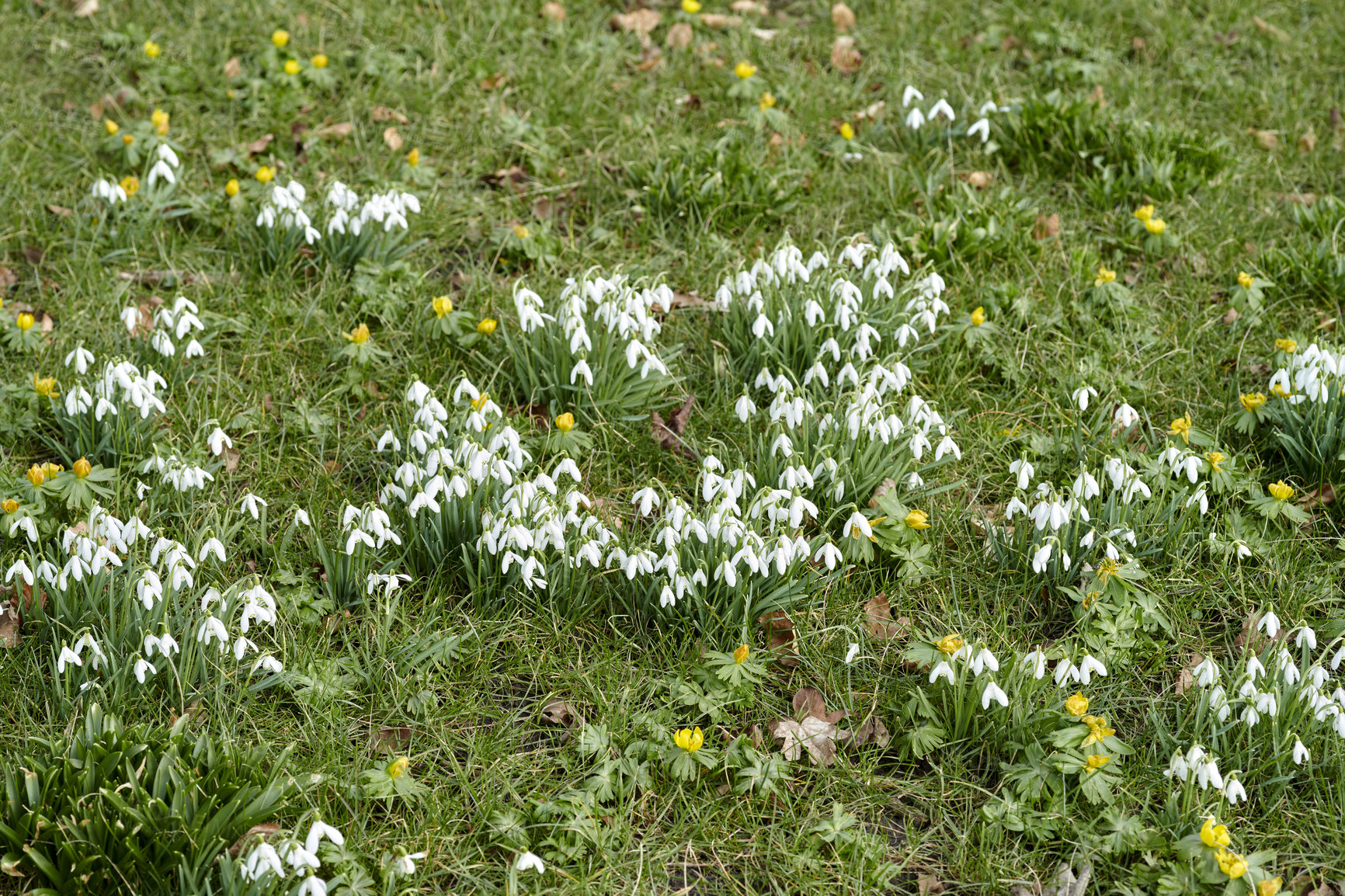 Buy stock photo Closeup of pure white snowdrop or galanthus flowers blooming on a sunny day in spring. Bulbous, perennial and herbaceous plant from the amaryllidaceae species thriving in a peaceful garden outdoors